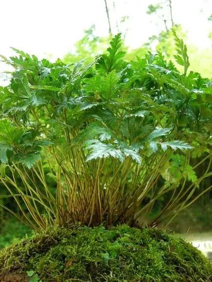 The Efficacy and Functions of Huang Lian (Coptis Rhizoma)