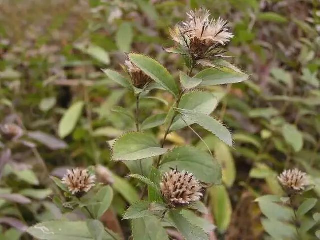 The Power of Cang Zhu: A Remedy for Various Ailments!
