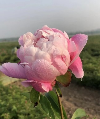 Understanding Chinese Herbal Medicine: Bai Shao (White Peony)
