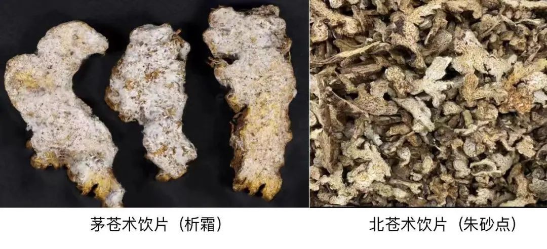 A Comprehensive Overview of Atractylodes (Cang Zhu) and Its Medicinal Value