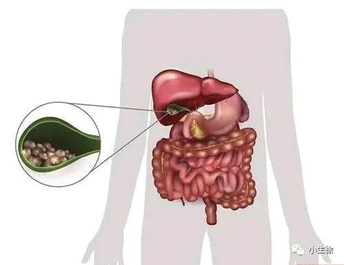The Six Fu Organs: Gallbladder, Stomach, Small Intestine, Large Intestine, Bladder, and San Jiao