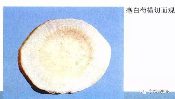 Traditional Chinese Medicine Herb: Bai Shao (White Peony)