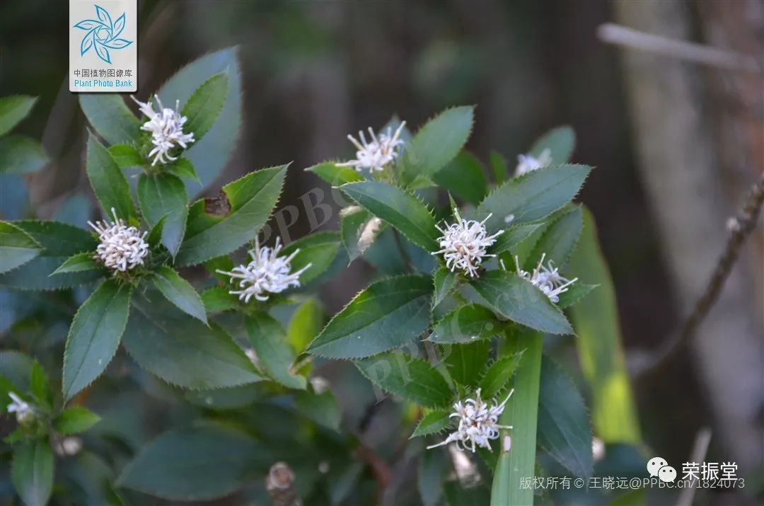 A Detailed Discussion on Traditional Chinese Medicine: Cang Zhu (Atractylodes)