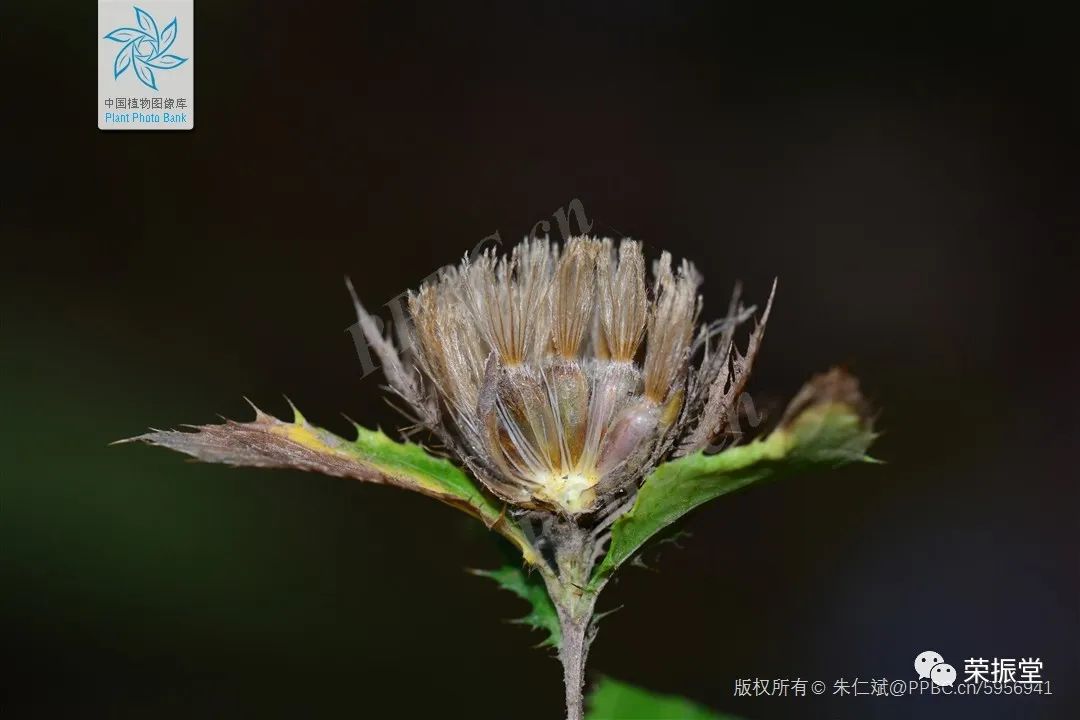 A Detailed Discussion on Traditional Chinese Medicine: Cang Zhu (Atractylodes)