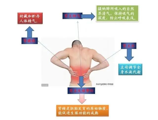 Understanding Kidney Yang Deficiency: Differentiation and Treatment in Traditional Chinese Medicine
