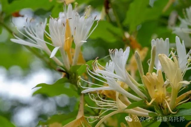 The Magical Effects of Honeysuckle on the Body: What You May Not Know