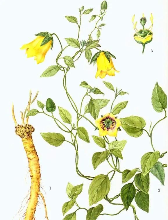 Dang Shen (Codonopsis pilosula): Strengthening the Spleen and Lung, Nourishing Blood and Generating Fluids
