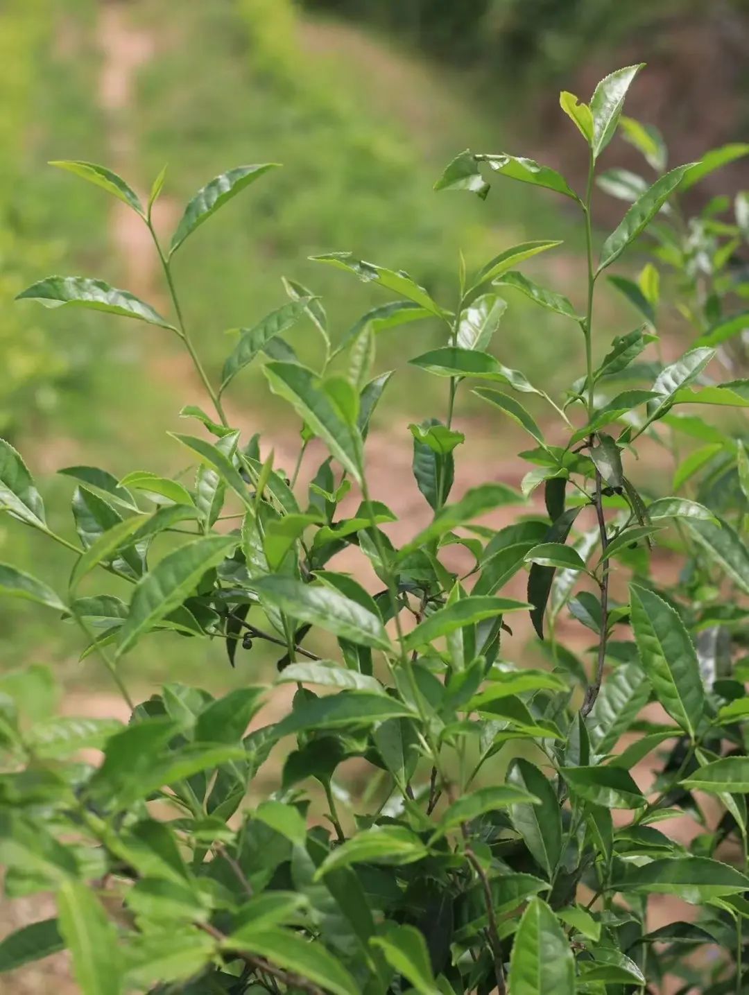 The Enduring Charm of Wuyi Rock Tea's Star: Wuyi Rougui