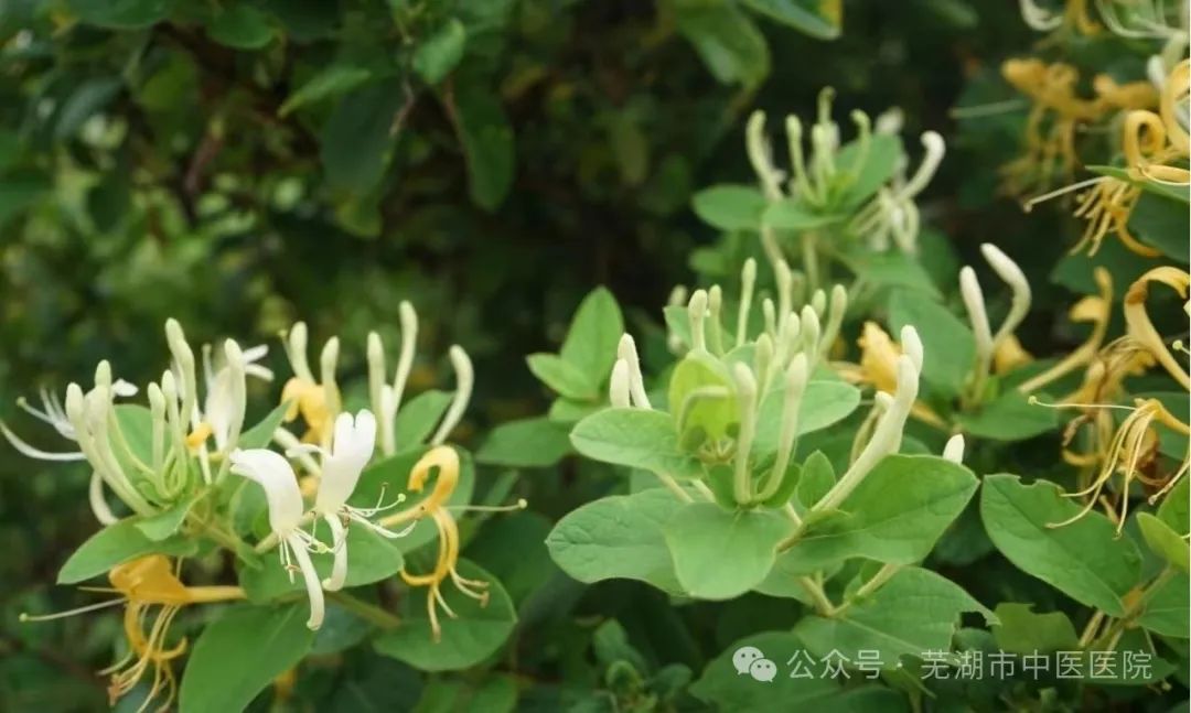 The Antibiotic Properties of Traditional Chinese Medicine: A Focus on Jin Yin Hua (Honeysuckle)