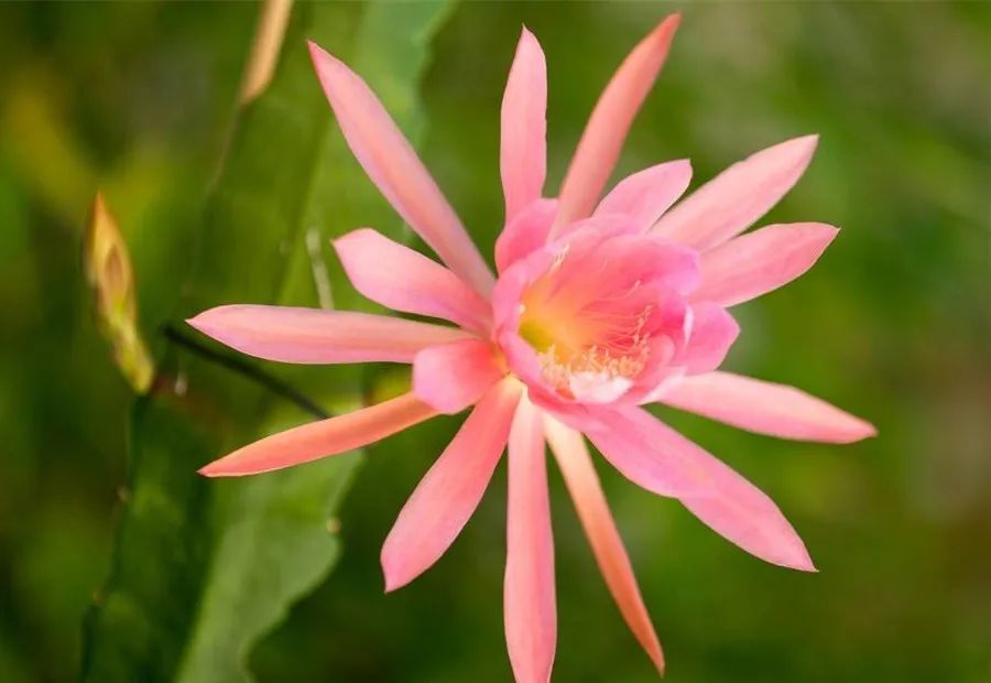 The Twelve Meridians - A TCM Theory Not Yet Proven by Modern Science | Huang Chengyi