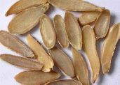Traditional Chinese Medicine | Rational Use of Patent Medicines for Liver Qi Stagnation and Gastric Pain