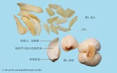 Understanding Yin Deficiency Constitution in Traditional Chinese Medicine