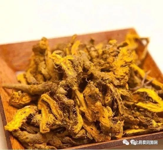 Knowledge of Chinese Medicinal Herbs: Huanglian (Coptis)