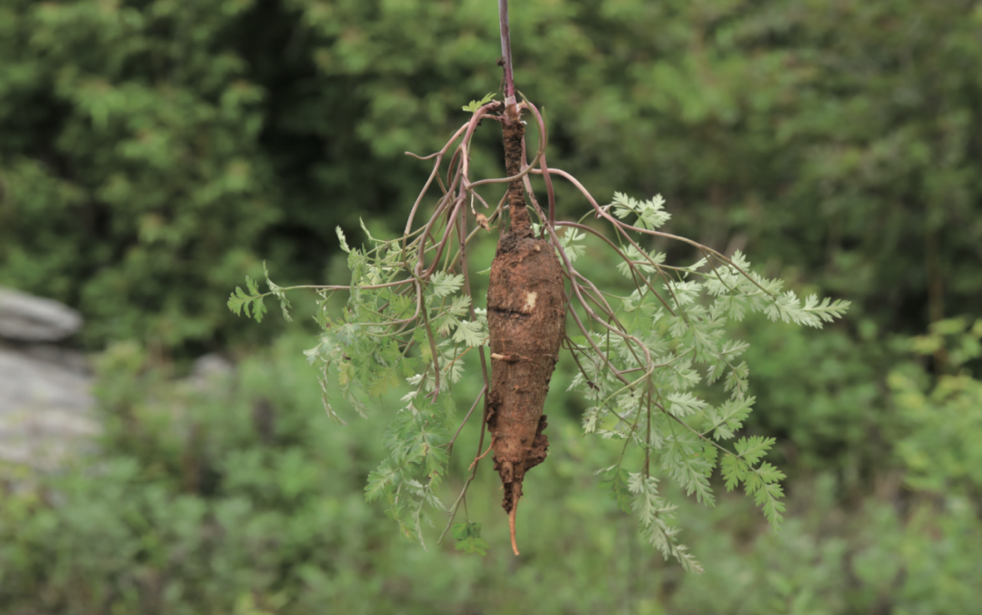 Exploring the Medicinal Qualities of Dang Shen (Codonopsis pilosula)
