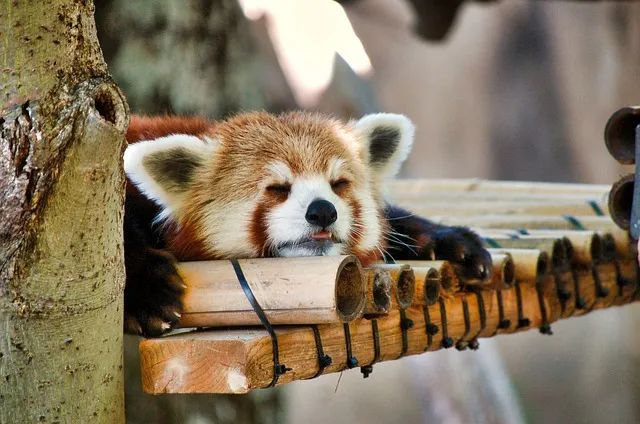 Chronic Fatigue? Traditional Chinese Medicine Suggests It May Be Qi Deficiency