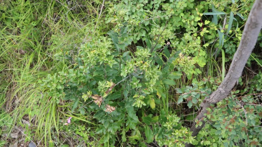 A Comprehensive Guide to Atractylodes (Cang Zhu)
