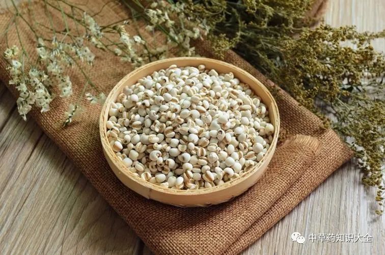 The Efficacy and Functions of Coix Seed (Yi Yi Ren)