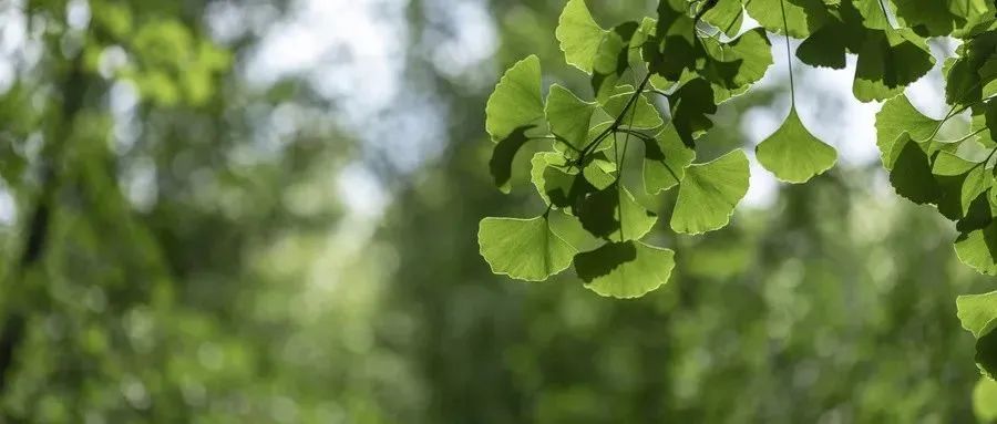 Warm Yang Method Recommended by Famous Physicians of the Yuan Dynasty, Especially Suitable for Those with Spleen and Stomach Deficiency, Qi and Blood Insufficiency, and Yang Deficiency