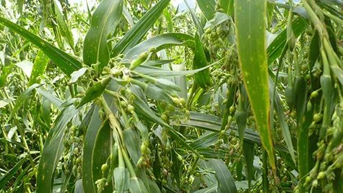 How to Cultivate Coix Seed (Yi Yi Ren)
