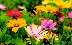 Understanding the Eight Principles in TCM Diagnosis