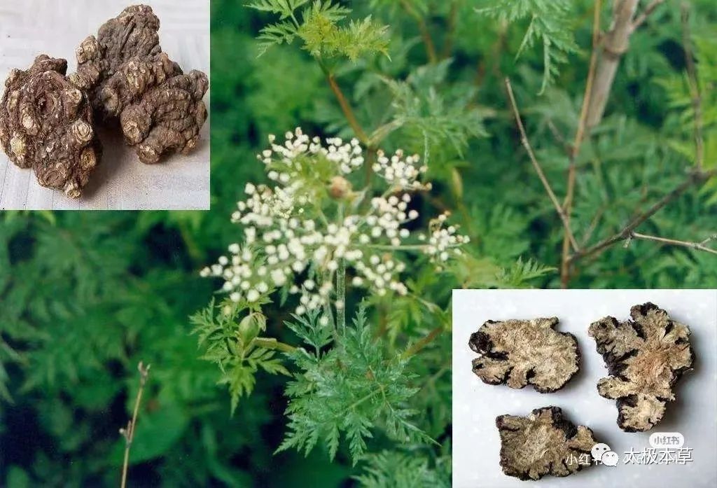 Chuanxiong: A Valuable Herb for Treating Headaches and Promoting Blood Circulation