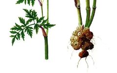 Daily Herb: Chuanxiong (Ligusticum chuanxiong)