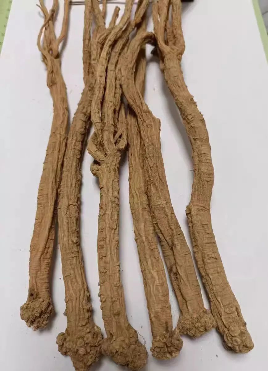A Detailed Discussion on Dong Shen (Codonopsis pilosula): Uses and Identification