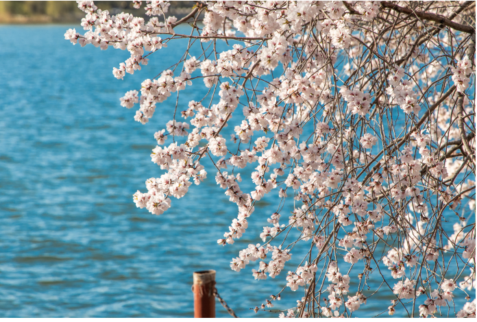 Effective Use of Danshen: Tips from Zhu Shenyu