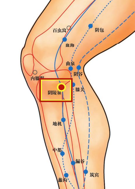Acupoint Knowledge | Twelve Meridians: Yin Ling Quan Point of the Spleen Meridian