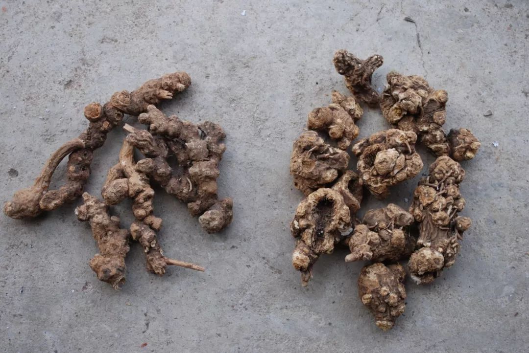 A Comprehensive Guide to Atractylodes (Cang Zhu)