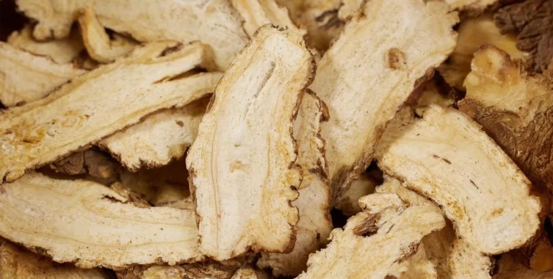 The Indispensable Angelica: A Comprehensive Guide