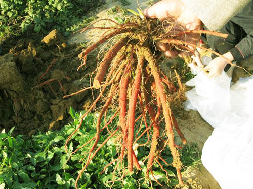 Dan Shen: A Herb for Activating Blood Circulation and Alleviating Pain