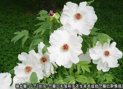The Efficacy and Functions of Bai Shao: Nourishing Blood, Regulating Menstruation, Astringing Yin, and Alleviating Pain