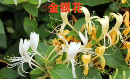 Daily Learning of Chinese Herbs - Honeysuckle
