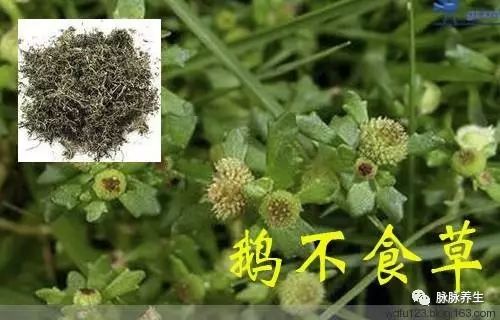 A Single Herb Cured My 30-Year Chronic Rhinitis