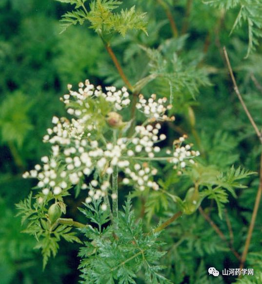 Traditional Chinese Medicine: Chuanxiong (Ligusticum Chuanxiong)