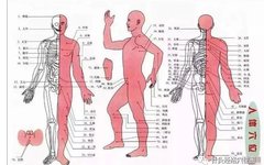103 Acupuncture Points for Healing and Massage: A Valuable Collection