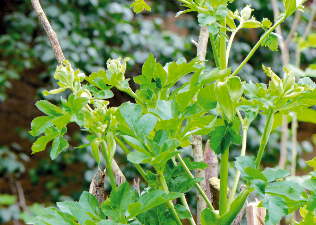 The Authentic Characteristics of Angelica Sinensis (Dang Gui)
