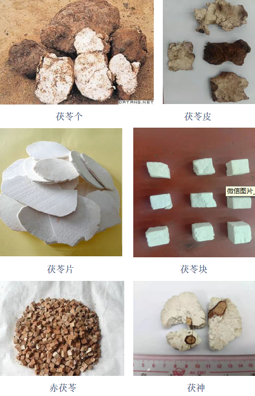 Traditional Chinese Medicine | Medicinal Cuisine with Baiyin—Poria