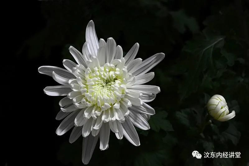 Understanding Wind-Heat Cold in Traditional Chinese Medicine