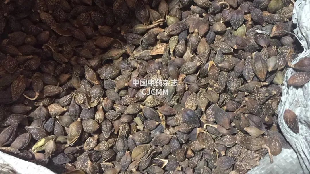 How to Use Yin Qiao San for Heat Clearing and Detoxification? Effective for Colds, Coughs, and Sore Throats!