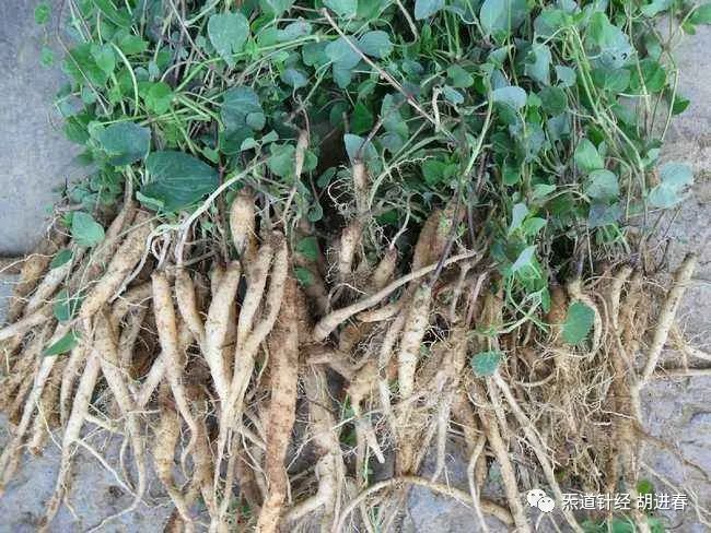 Daily Learning of a Chinese Herb: Dang Shen (Codonopsis)
