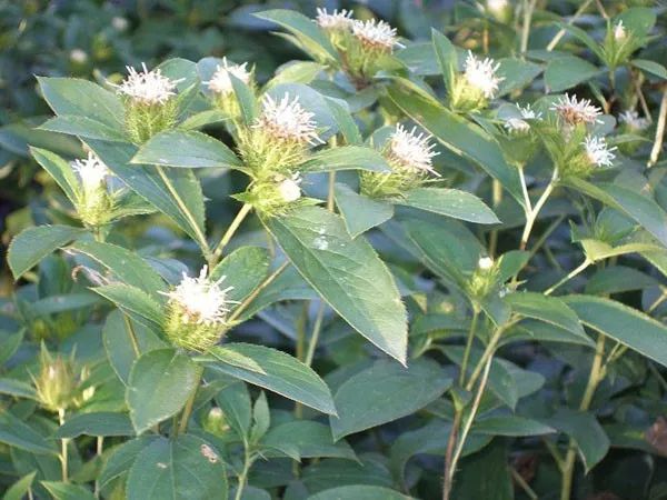 The Efficacy and Functions of Cang Zhu: Drying Dampness, Strengthening the Spleen, Dispelling Wind and Cold, and Improving Vision