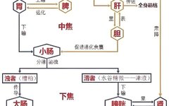 The Concept of Body Fluids in Traditional Chinese Medicine