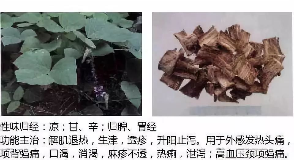 Illustrated Guide to Over 500 Chinese Medicinal Herbs (Including Therapeutic Effects)