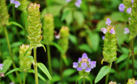 9 Types of Heat-Clearing and Detoxifying Chinese Herbs