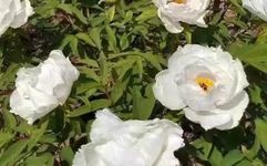 Nourishing Blood and Regulating Menstruation: A Guide to Bai Shao (White Peony)