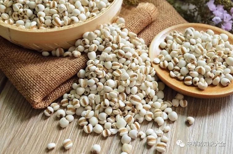 The Efficacy and Functions of Coix Seed (Yi Yi Ren)