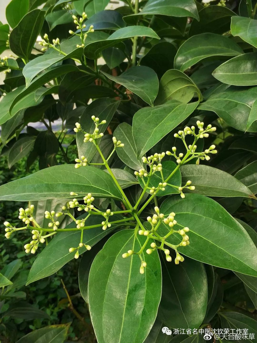 Cinnamon (Rou Gui): A Distinct Herb with Unique Clinical Efficacies