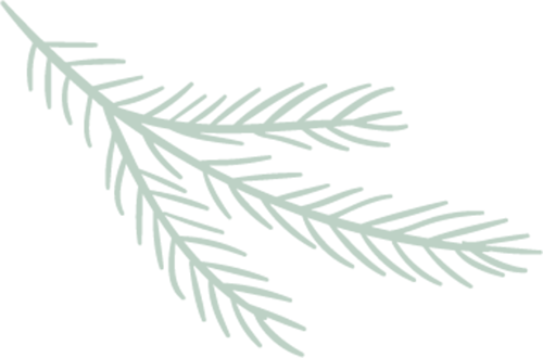 Effective Use of Astragalus in Herbal Medicine